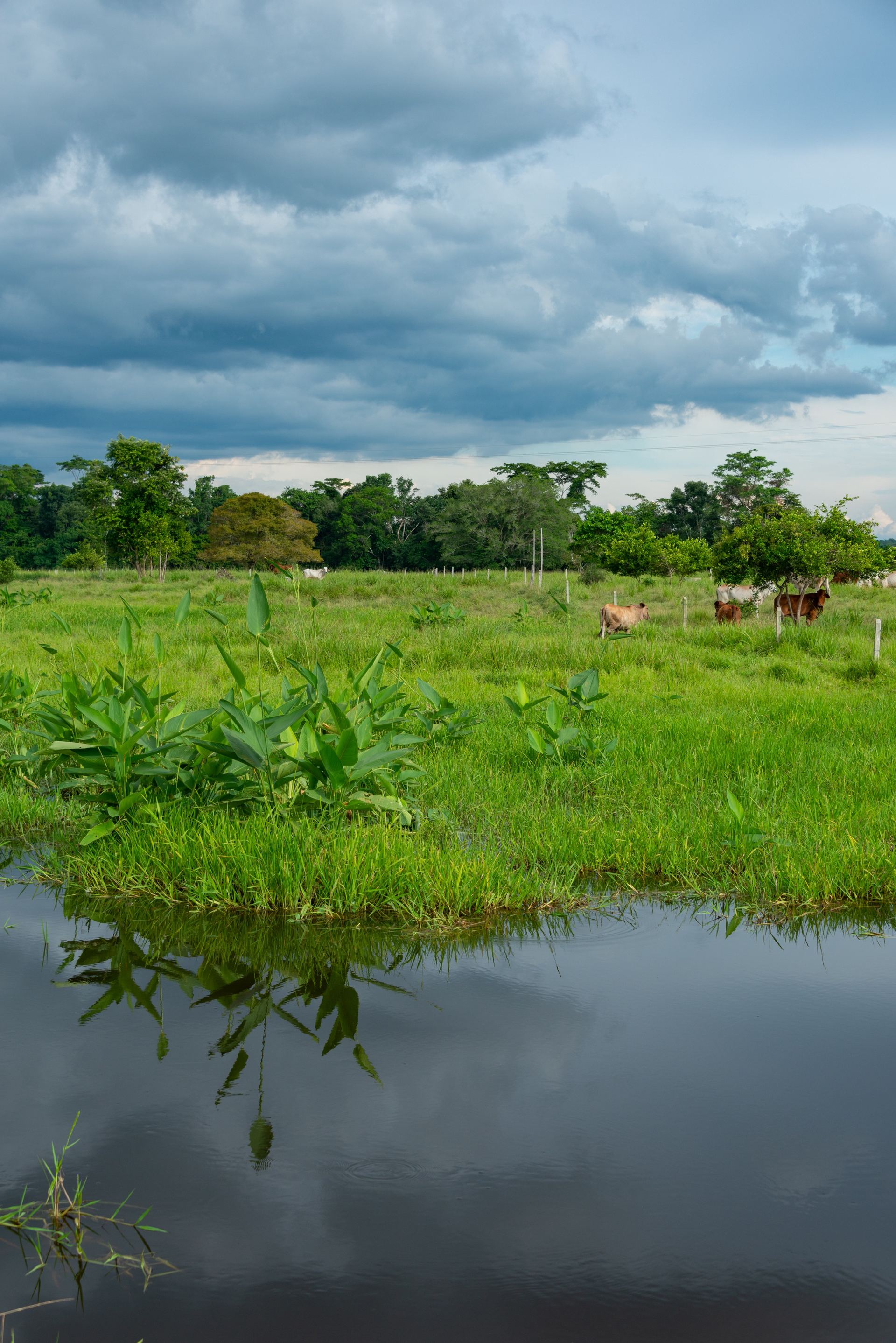 Llanos Orientales